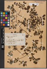 Foto von Salix aurita L.